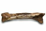 Fossil Hadrosaur (Edmontosaurus) Femur - Wyoming #379439-4